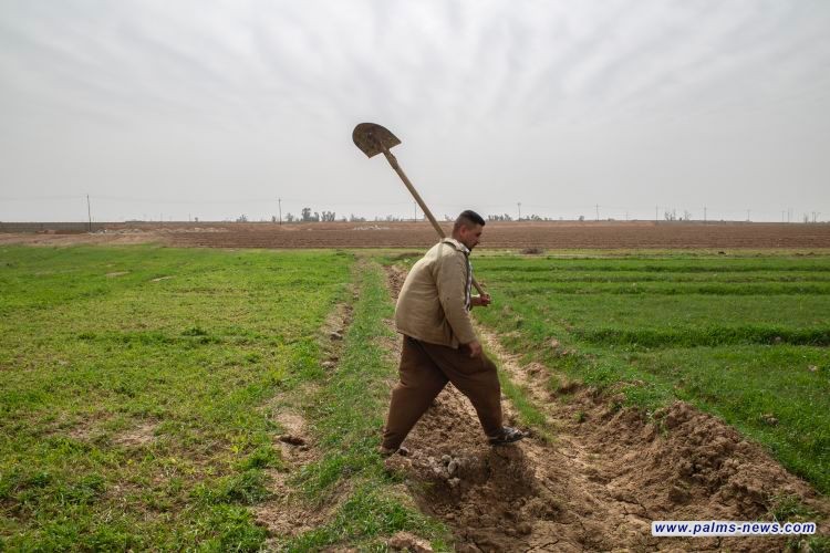 المالية تعلن صرف مستحقات الفلاحين لمحصولي الحنطة والشلب لسنة 2025 بقيمة 500 مليار دينار الدفعة السادسة